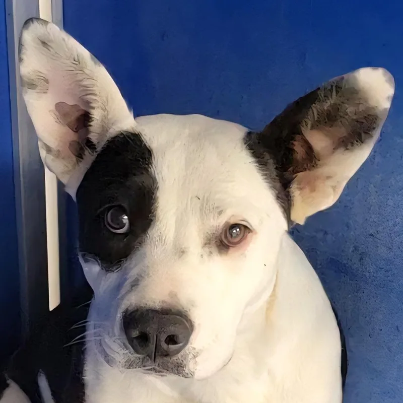 Maybelle thumbnail 3