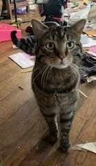 An adult medium-sized male Tabby (Tiger Striped) Tiger cat named Paxton for adoption in Lead, SD