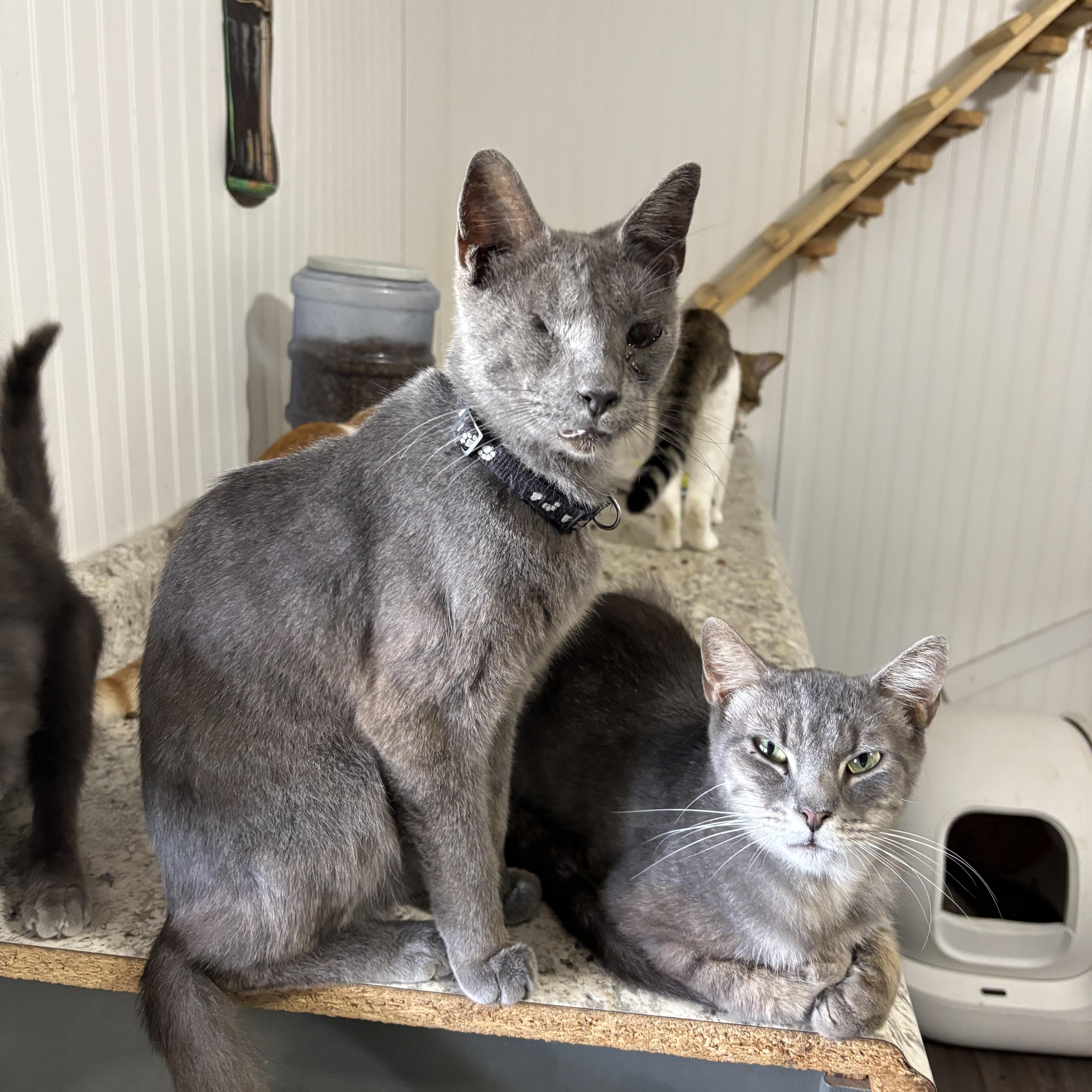 An adult medium-sized male Gray / Blue / Silver Domestic Short Hair cat named Jax for adoption in Hemingway, SC