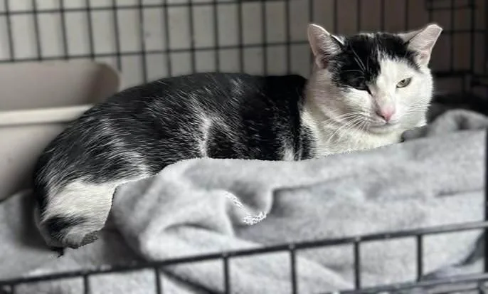A young medium-sized male Black & White / Tuxedo Domestic Short Hair cat named Eldrond for adoption in Roslindale, MA