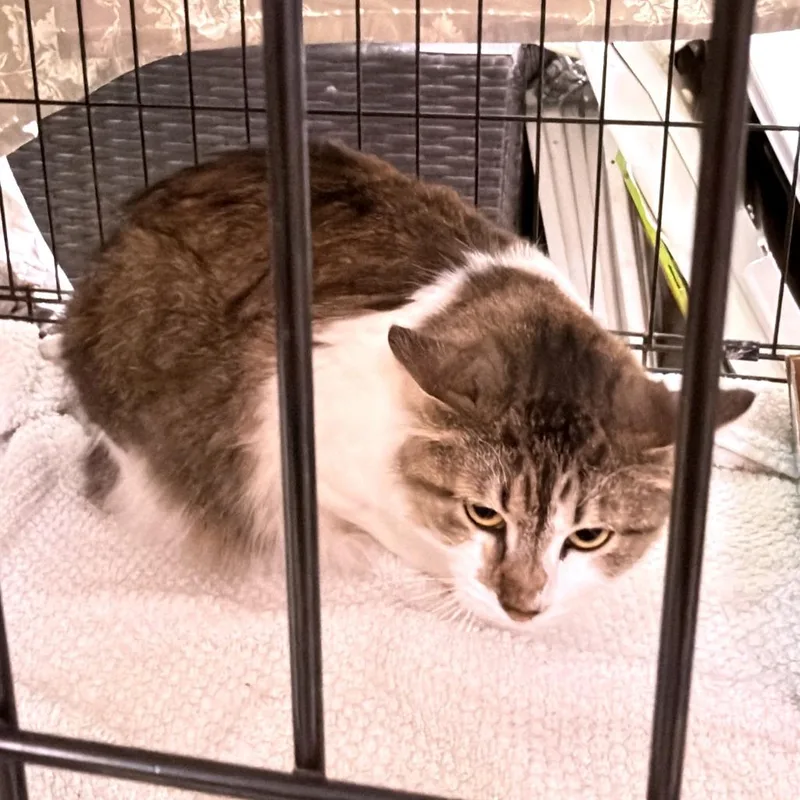 An adult large-sized female Brown / Chocolate Domestic Short Hair cat named Taco Night for adoption in Austin, TX