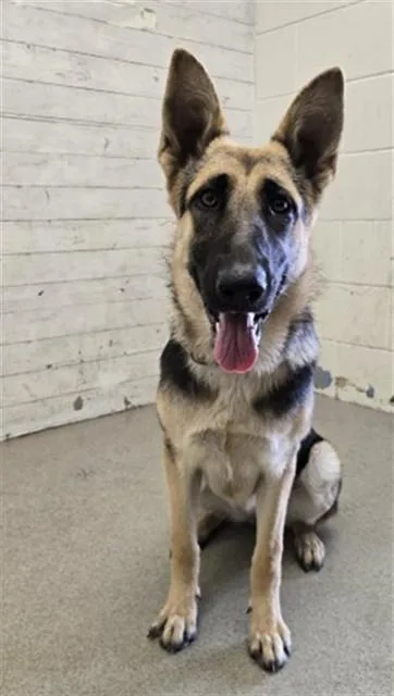 A young medium-sized female German Shepherd Dog dog named Linda for adoption in San Bernardino, CA