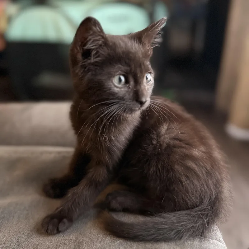 A baby small-sized male Black Domestic Short Hair cat named Pip for adoption in Avon, NY