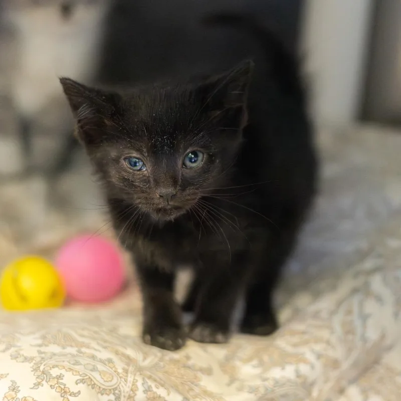 Ella