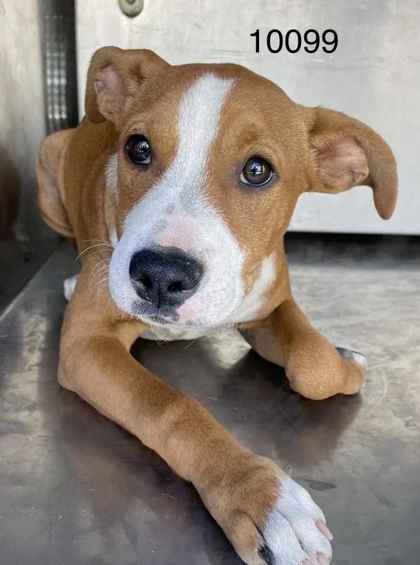 A baby medium-sized male Pit Bull Terrier dog named Emon for adoption in Victorville, CA