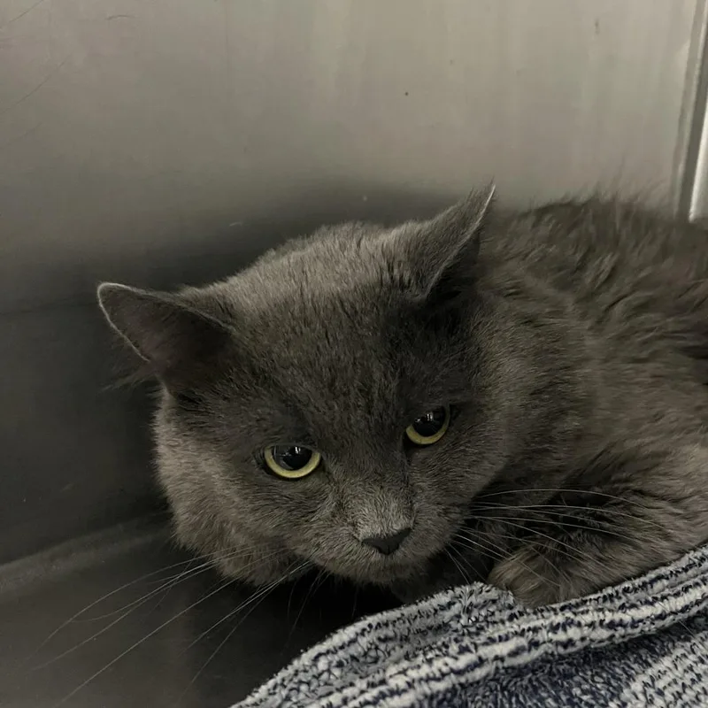 An adult medium-sized male Gray / Blue / Silver Domestic Long Hair cat named Bramble for adoption in Idaho Falls, ID