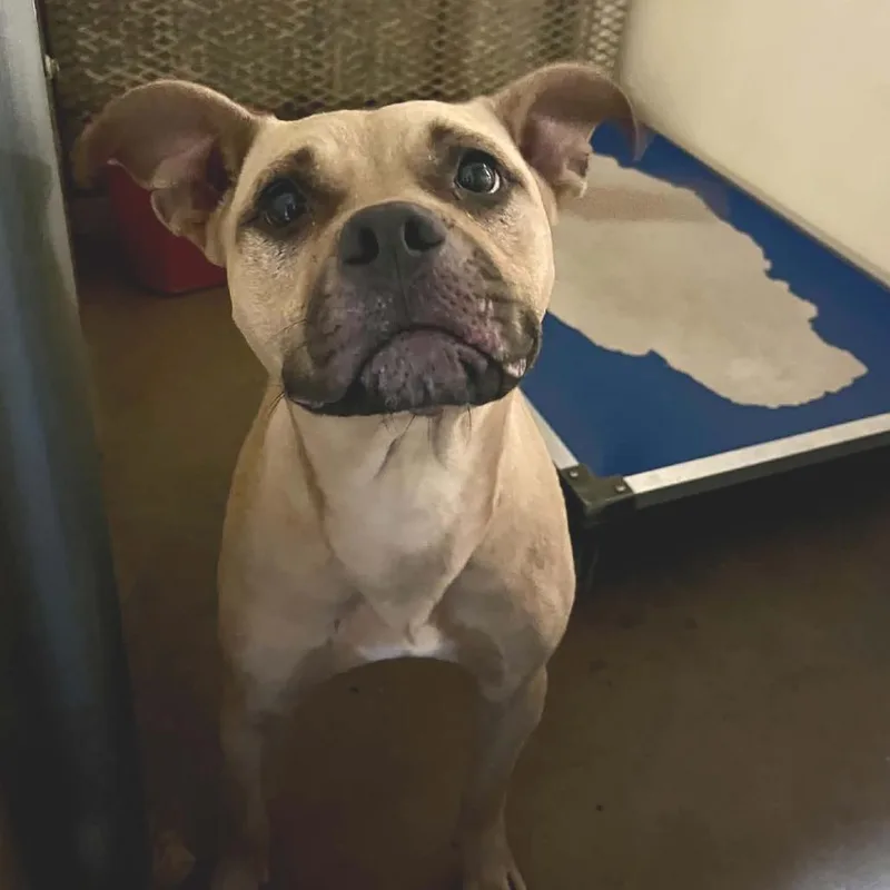 An adult medium-sized female Yellow / Tan / Blond / Fawn Pit Bull Terrier dog named Luna for adoption in Stephenville, TX