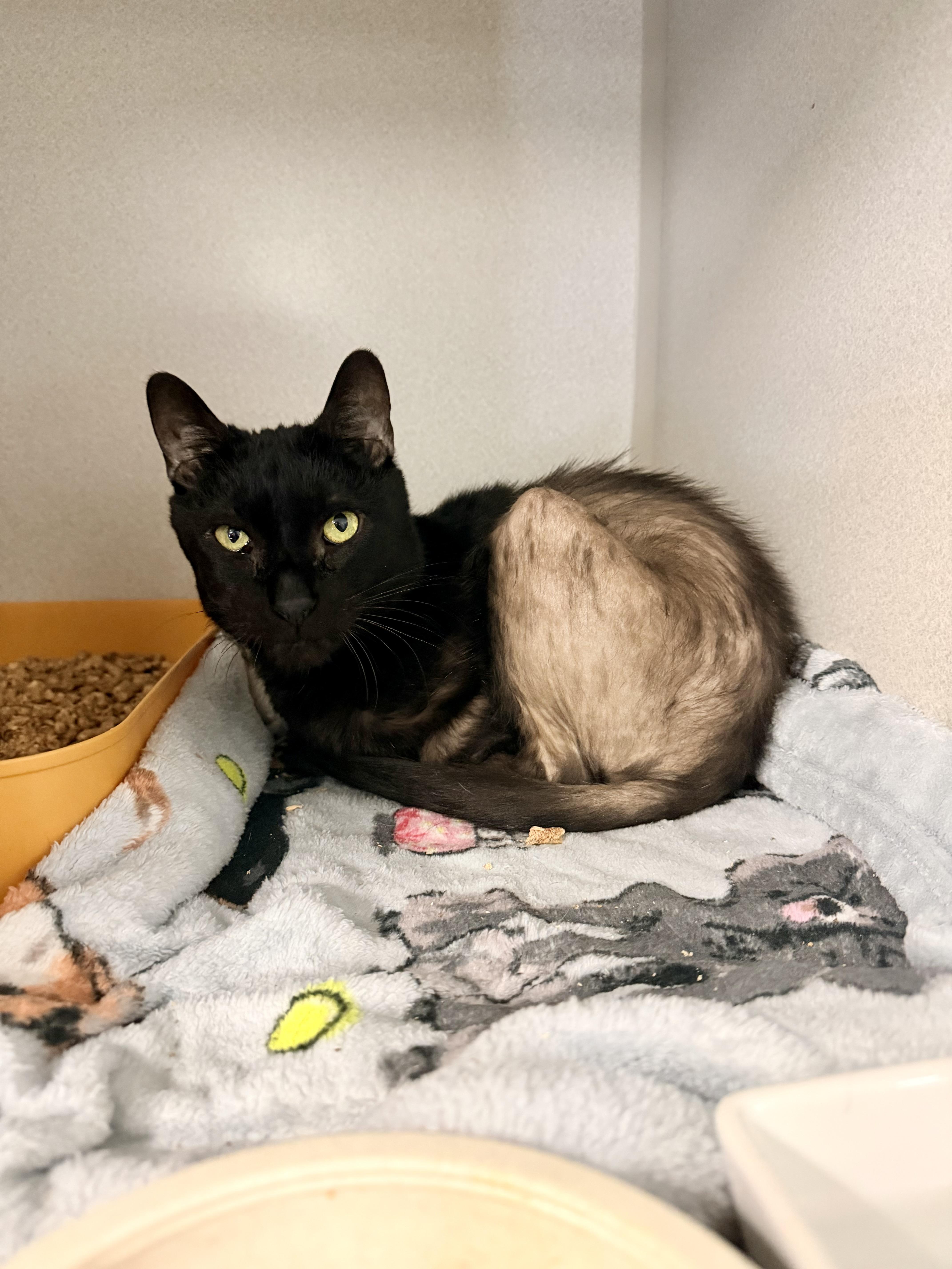 An adult medium-sized male Black Domestic Short Hair cat named Roadie for adoption in Pottsville, PA