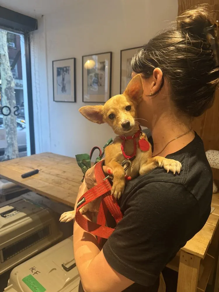 A baby small-sized female Terrier dog named Satin for adoption in Manhattan, NY