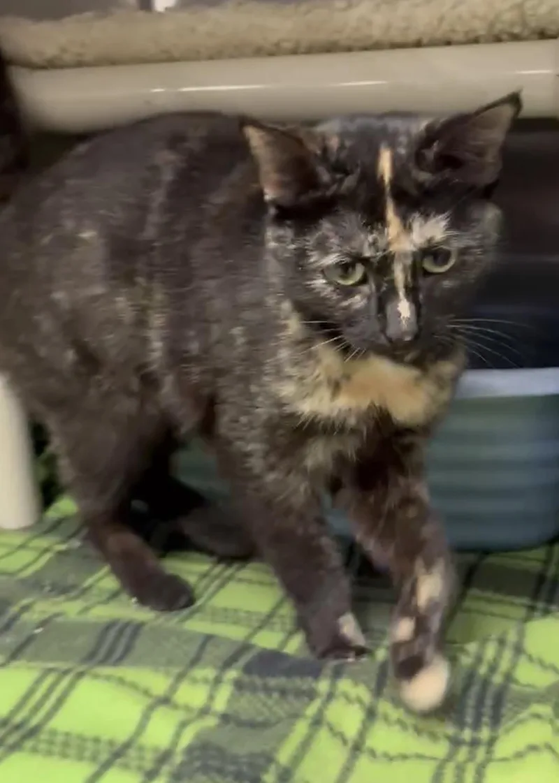 A young medium-sized female Tortoiseshell Domestic Short Hair cat named Taylor for adoption in Wyandotte, MI