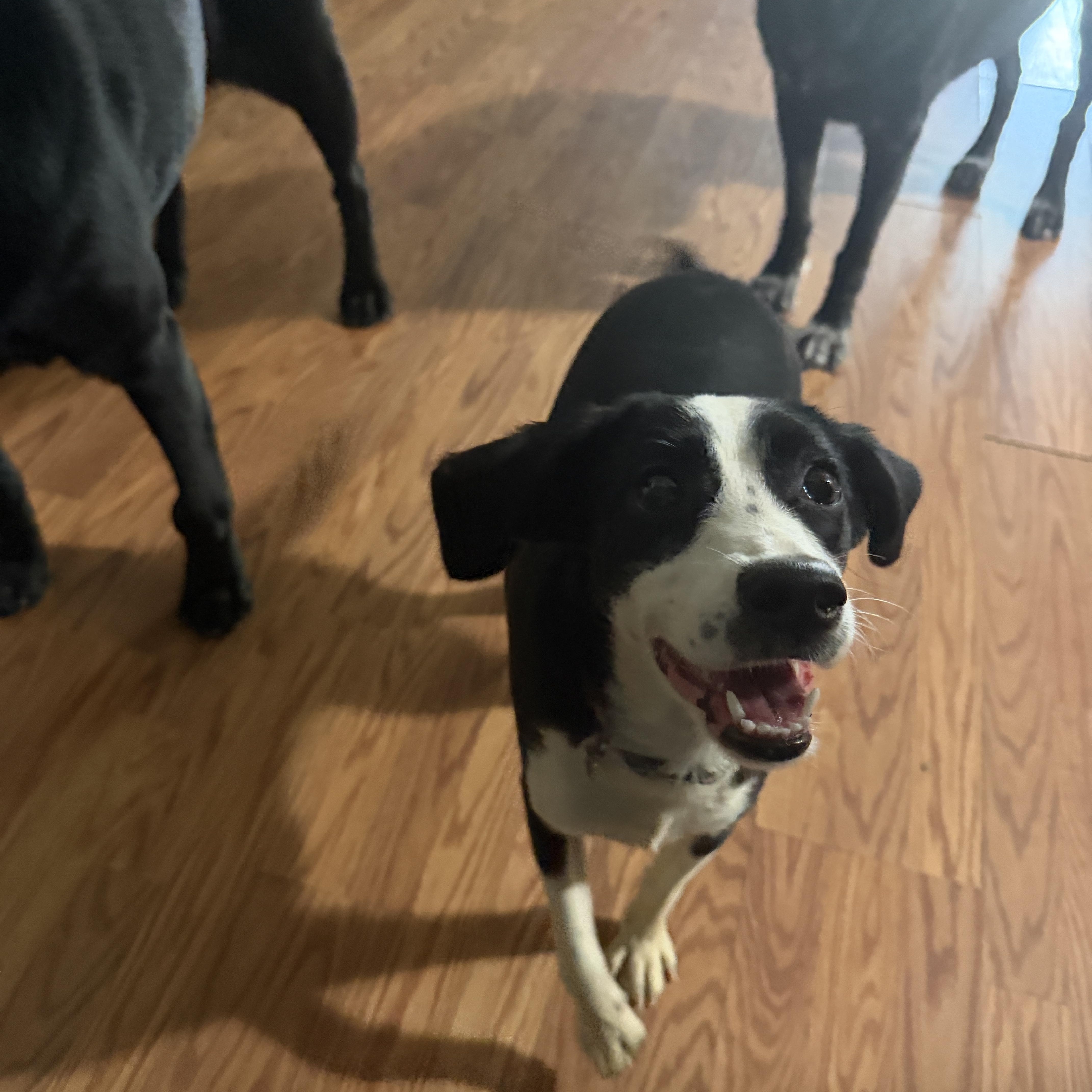 A baby small-sized female Black Beagle dog named Stewie for adoption in Jeffersonville, IN