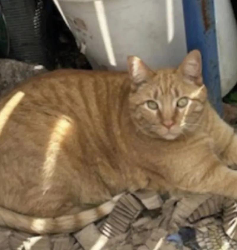 An adult medium-sized male Orange & White Domestic Short Hair cat named Poganip for adoption in Deming, NM