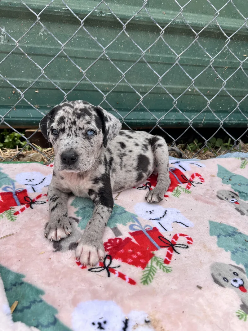 A baby large-sized male Catahoula Leopard Dog dog named Huckleberry for adoption in Tracy City , TN