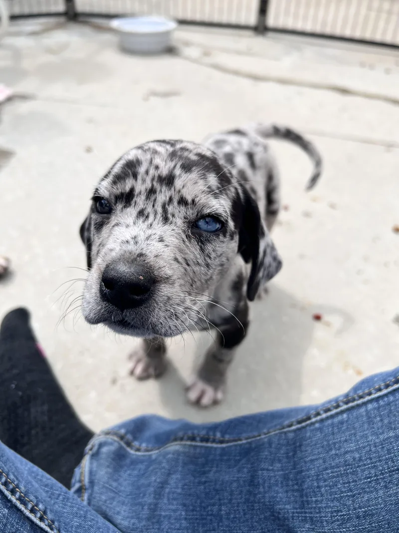 Huckleberry thumbnail 2