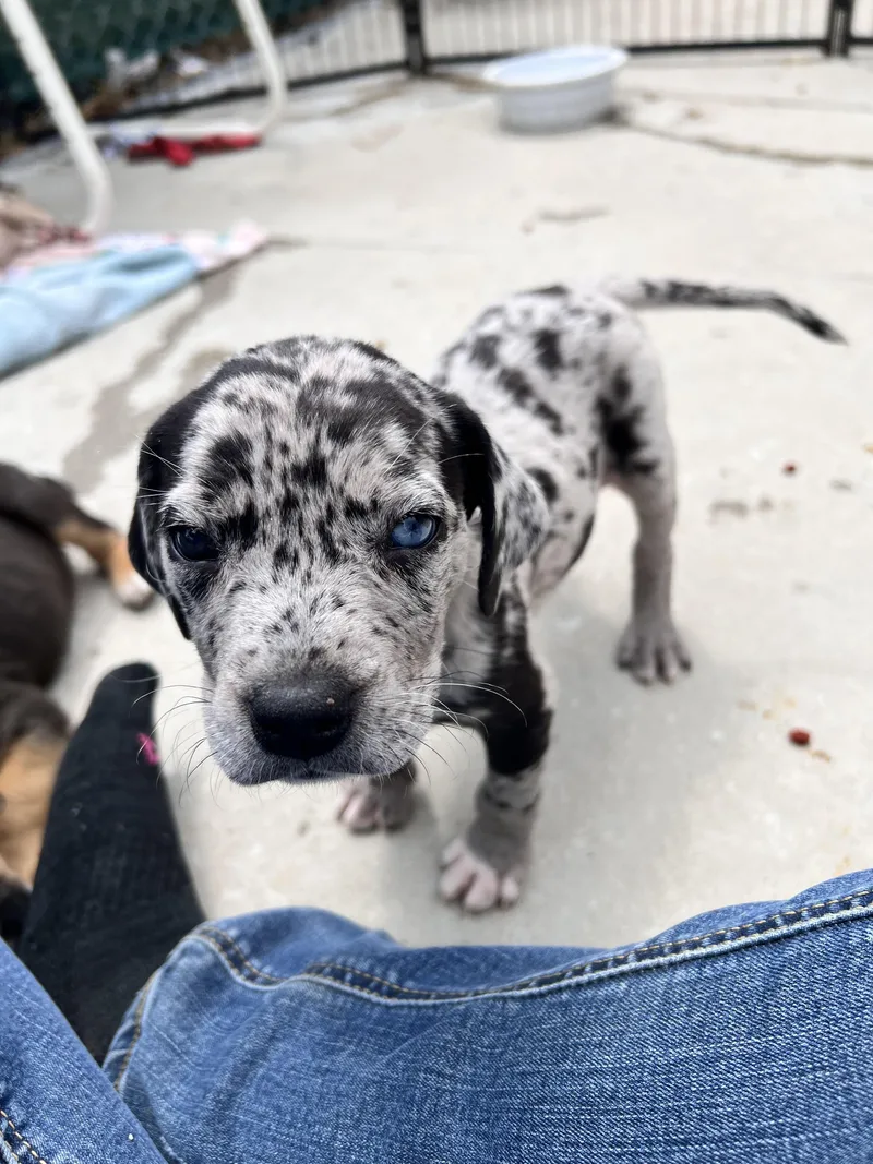 Huckleberry thumbnail 3