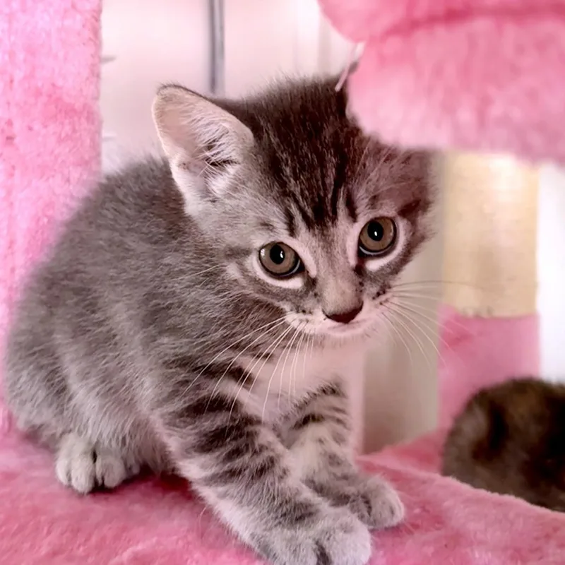 A baby small-sized male Gray / Blue / Silver Domestic Short Hair cat named Jumping Bean for adoption in Austin, TX