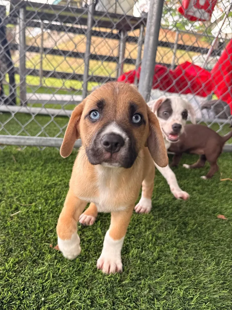 A baby medium-sized female Mixed Breed dog named June for adoption in Brooklyn, NY