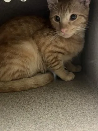 An adult medium-sized male Domestic Short Hair cat named Eggo for adoption in New Orleans, LA