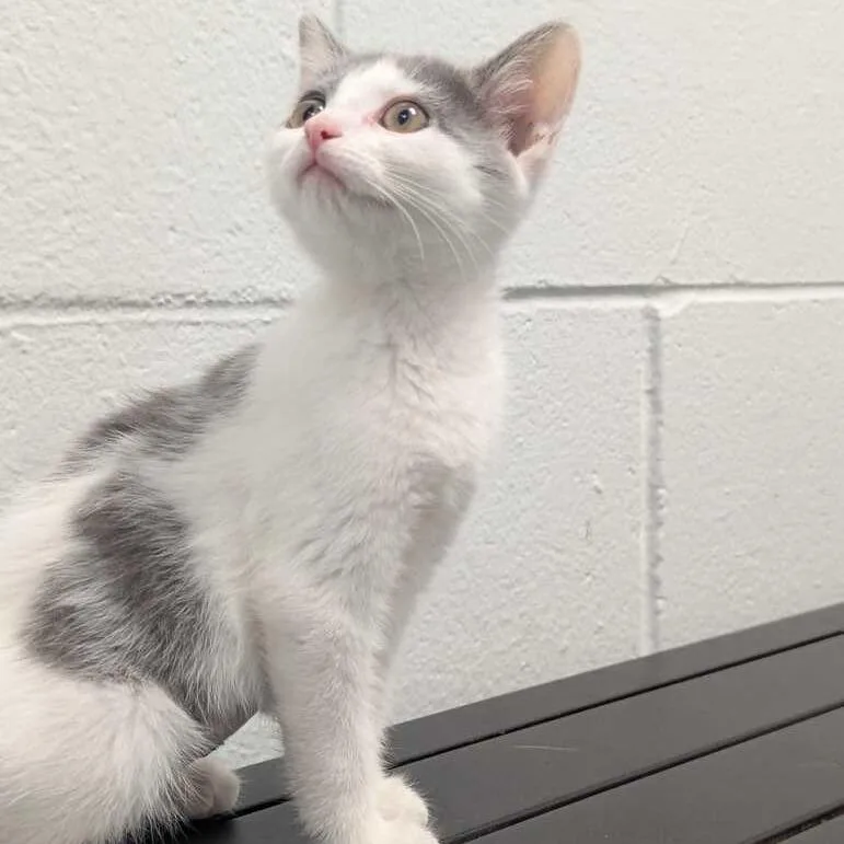 A baby small-sized female White Domestic Short Hair cat named Misty for adoption in Dayton, OH