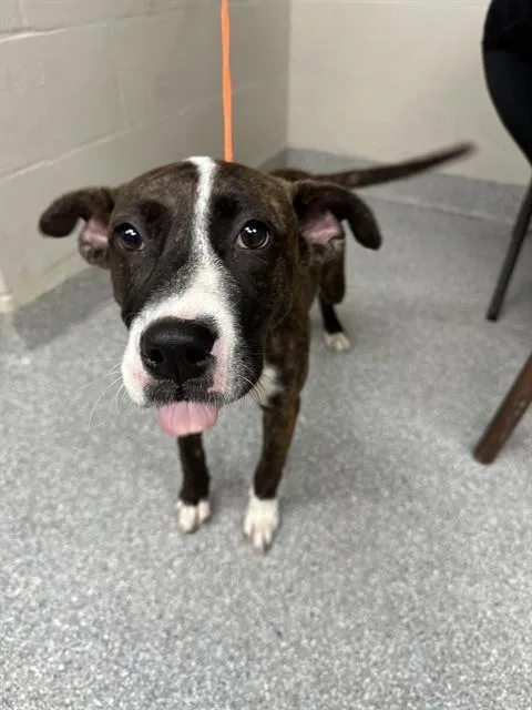 A baby small-sized female Pit Bull Terrier dog named Angel for adoption in Pasadena, TX
