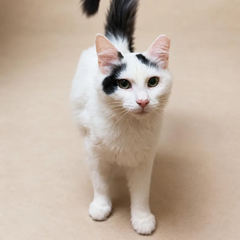 A baby medium-sized male White Domestic Medium Hair cat named Domino for adoption in Hopewell, VA