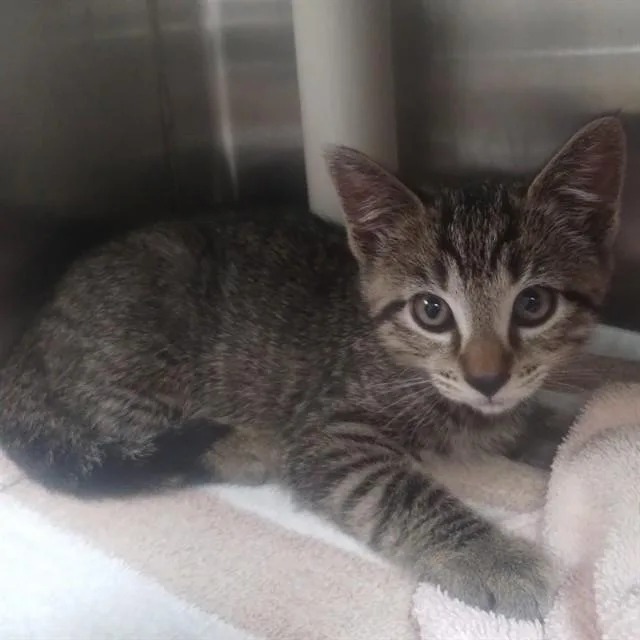 A baby small-sized male Domestic Short Hair cat named Jimmy John for adoption in Alameda, CA