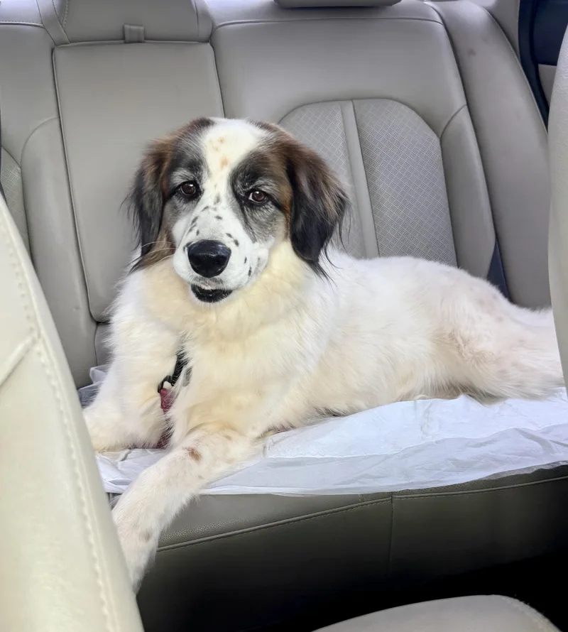 An adult medium-sized female Saint Bernard dog named Cora for adoption in San Diego, CA