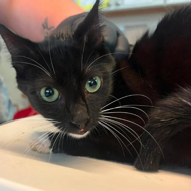 A young medium-sized male Domestic Short Hair cat named Midnight for adoption in Huntington, WV