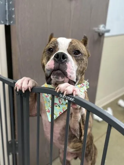 Pumba