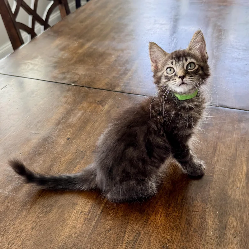 A baby medium-sized male Tabby (Brown / Chocolate) Domestic Medium Hair cat named French Dressing for adoption in Richmond, VA