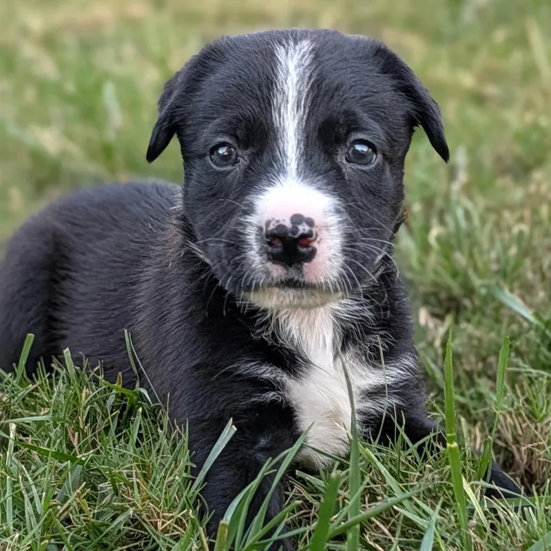 A baby medium-sized male Mixed Breed dog named Buffalo Chicken for adoption in Durham, NC