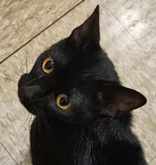 Sashay