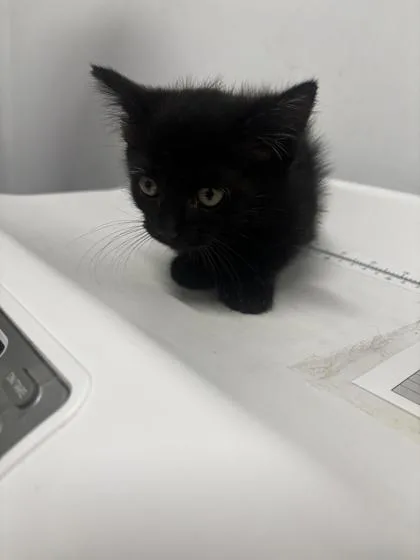 An adult small-sized male Domestic Short Hair cat named Cassidy for adoption in West Chester, PA
