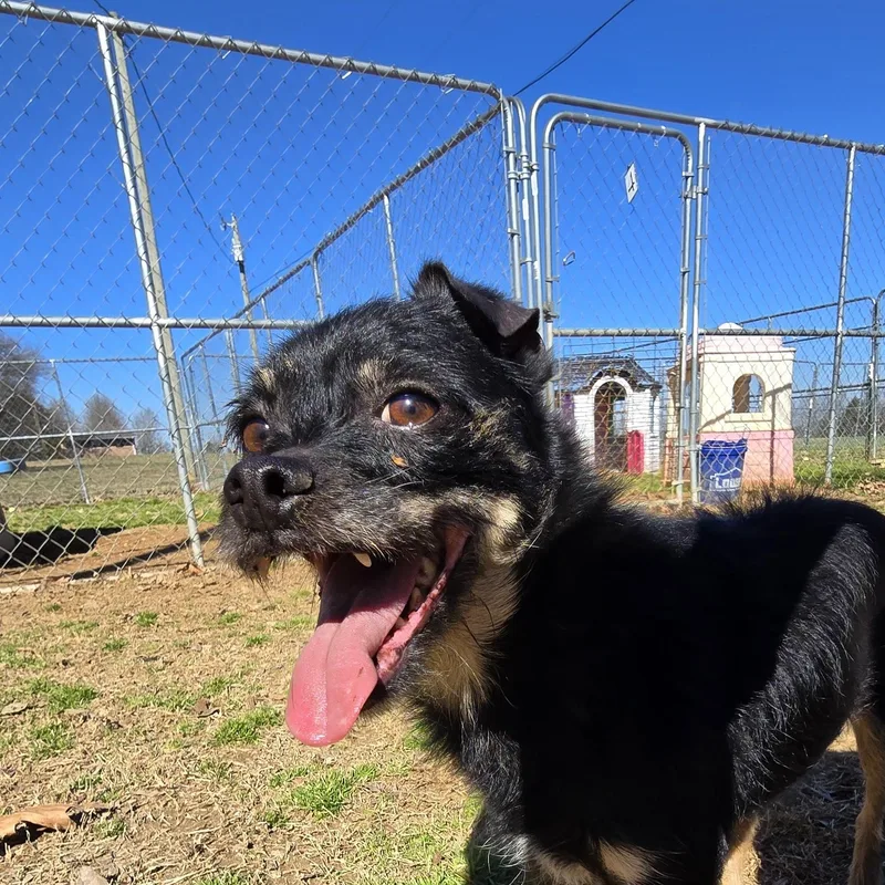 An adult small-sized male Tricolor (Brown, Black, & White) Cairn Terrier dog named Diego for adoption in Athens, AL