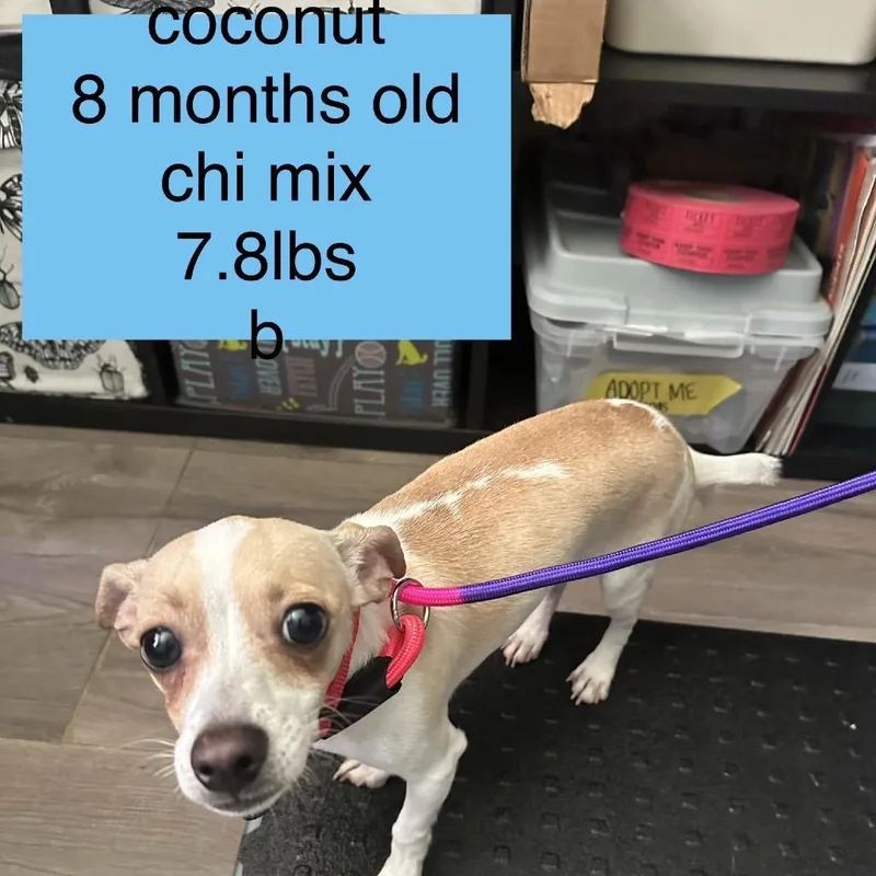A young small-sized male Sable Chihuahua dog named Coconut for adoption in Tampa, FL