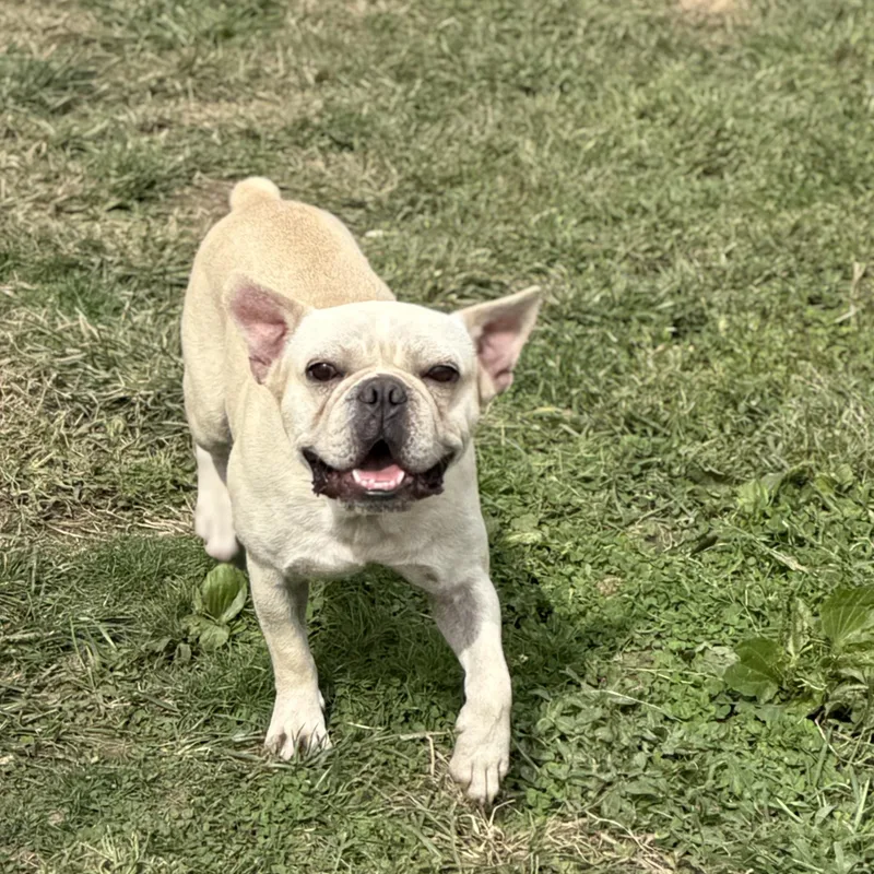 A young small-sized male Yellow / Tan / Blond / Fawn French Bulldog dog named Mr. Bean for adoption in Amarillo, TX