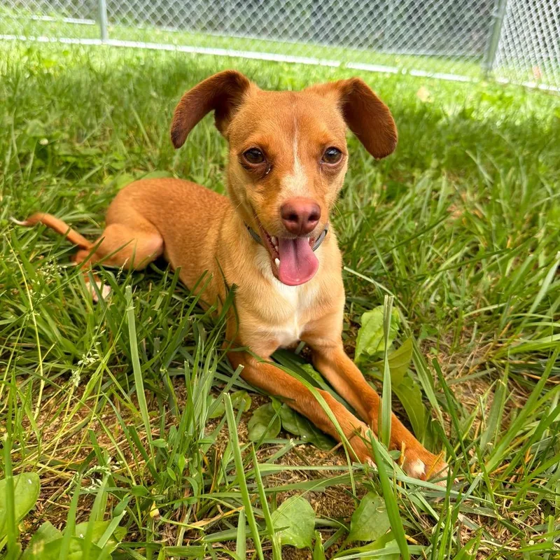 A young small-sized male Yellow / Tan / Blond / Fawn Chihuahua dog named Rocky for adoption in Fairmont, WV
