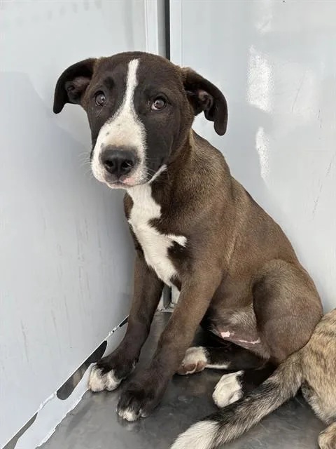 A baby small-sized male Pit Bull Terrier dog named Dale for adoption in Stockton, CA