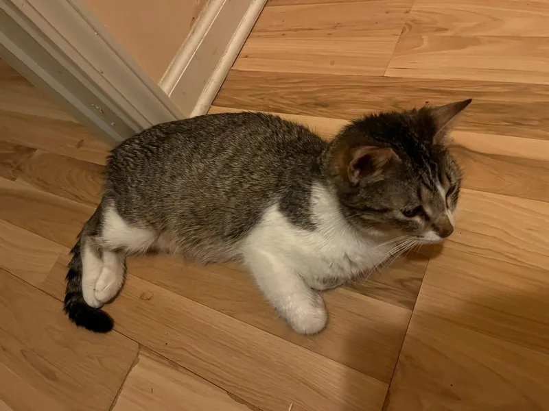 A young medium-sized female Tabby (Brown / Chocolate) Domestic Short Hair cat named Maisie for adoption in Greenwood, IN