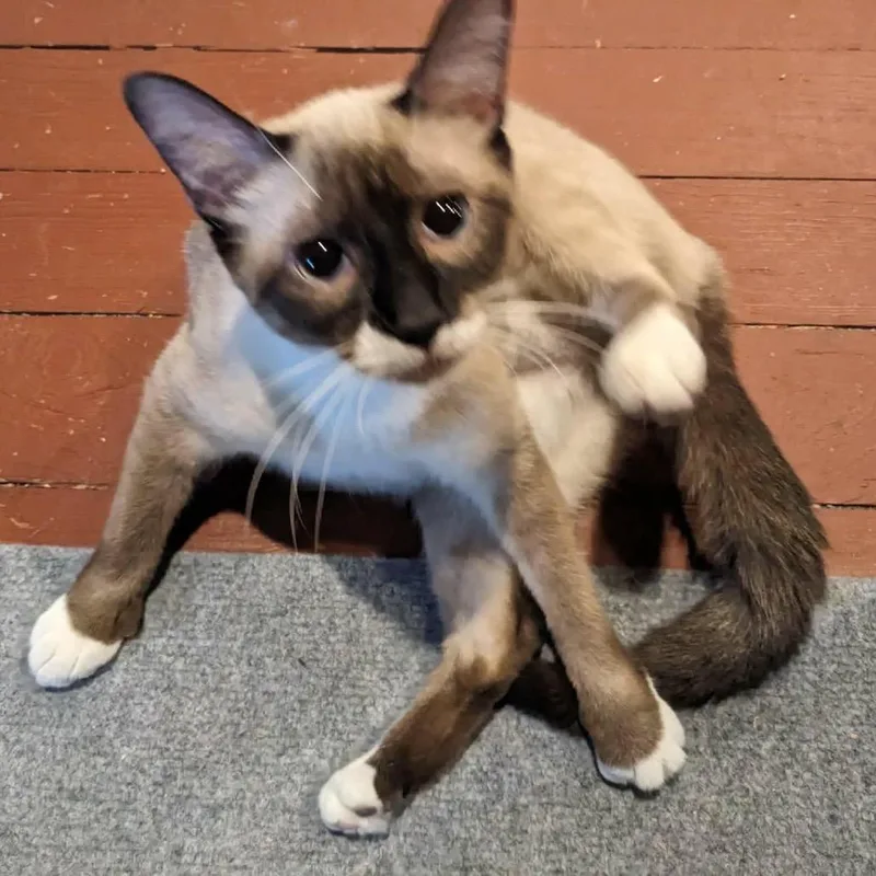 A young small-sized female Cream / Ivory Snowshoe cat named Gabby for adoption in Pittsburg, KS