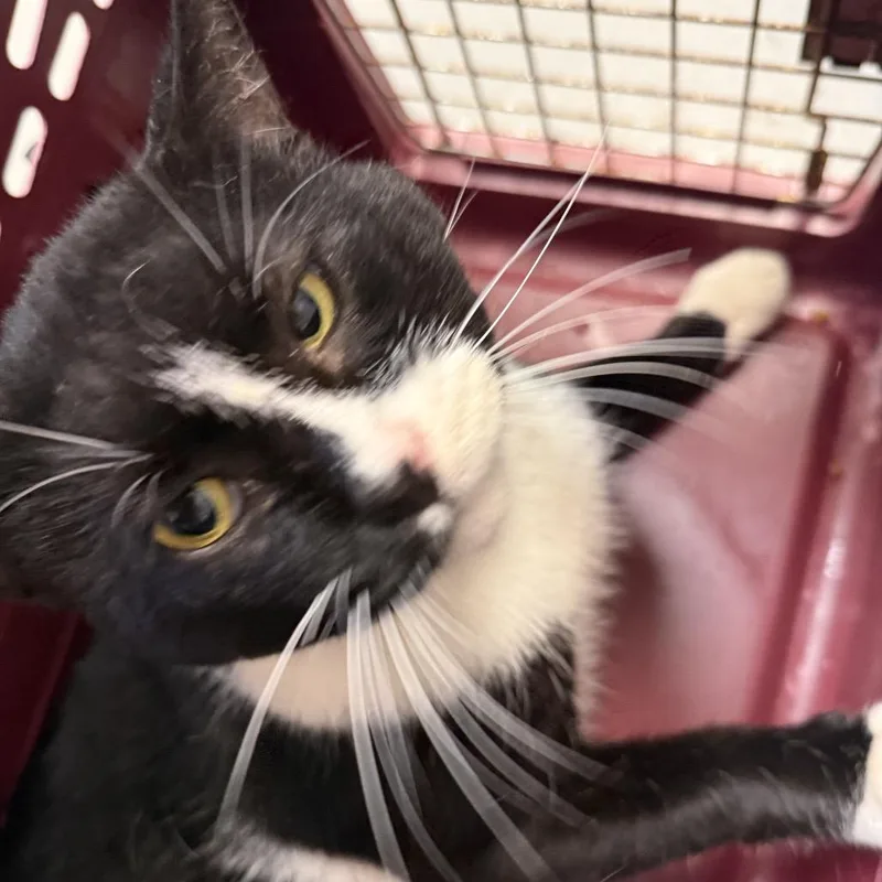 An adult large-sized male Domestic Short Hair cat named Moth for adoption in Troy, VA