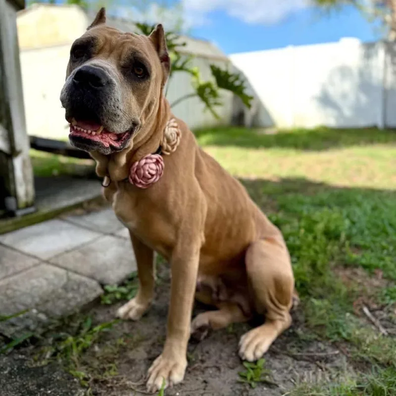 An adult large-sized female Yellow / Tan / Blond / Fawn Cane Corso dog named Anastasia Beverly Hills for adoption in Port Richey, FL