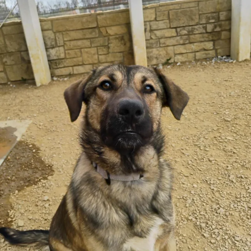 An adult medium-sized male Brown / Chocolate Mixed Breed dog named Waylon for adoption in Bentonville, AR