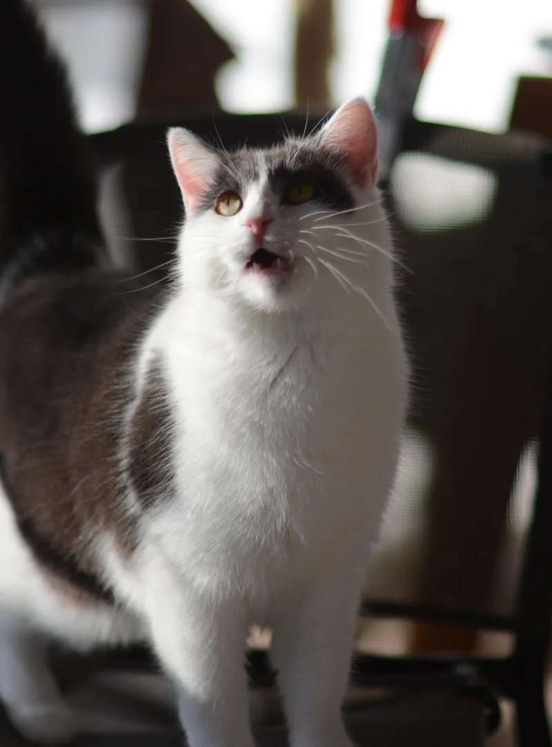 An adult large-sized female Domestic Short Hair cat named Maggie for adoption in Mount Pleasant, PA