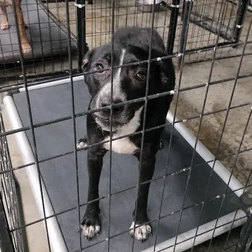 An adult medium-sized female Black Australian Cattle Dog / Blue Heeler dog named Ivy for adoption in Brooksville, KY