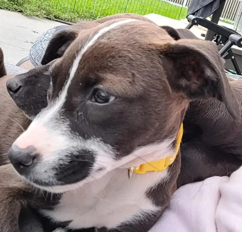 A baby medium-sized female Tricolor (Brown, Black, & White) Mixed Breed dog named Lucetta for adoption in Waunakee, WI