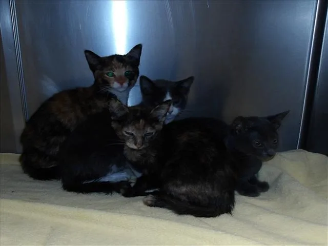 A baby small-sized male Domestic Short Hair cat named Chavo for adoption in Los Angeles, CA