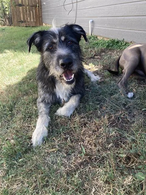 A young large-sized male Mixed Breed dog named Duke for adoption in Dallas, TX