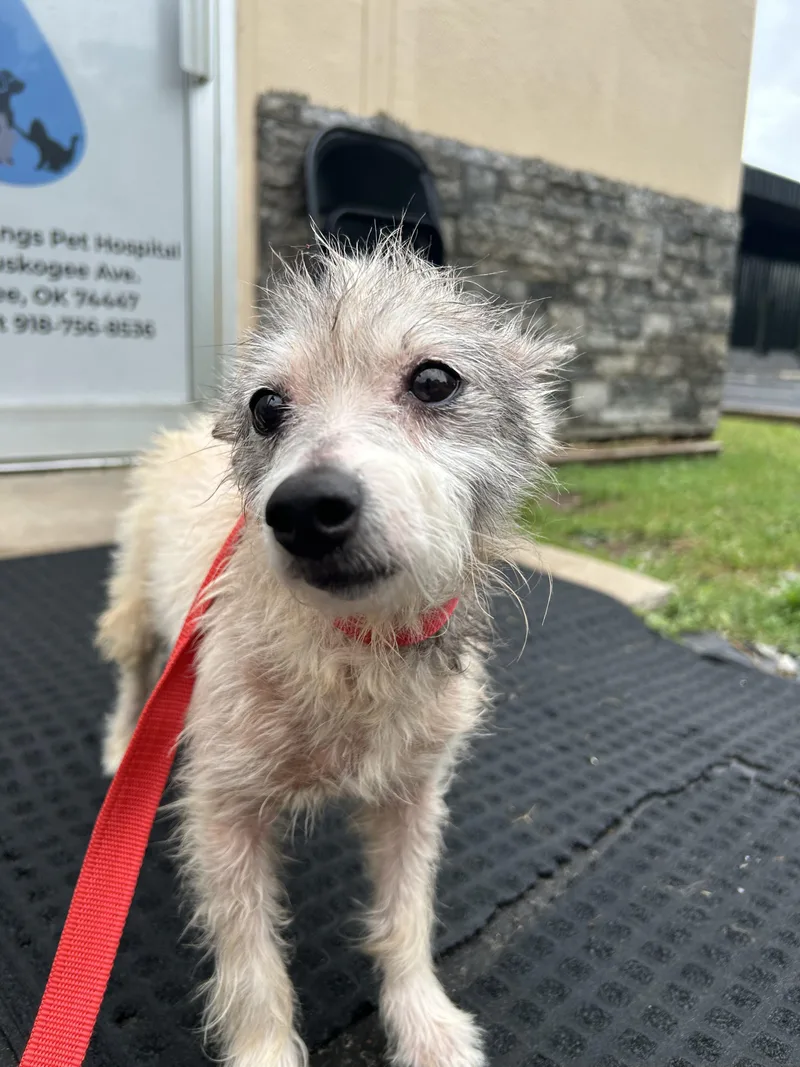 A senior small-sized male Gray / Blue / Silver Chihuahua dog named Klinco for adoption in Okmulgee, OK