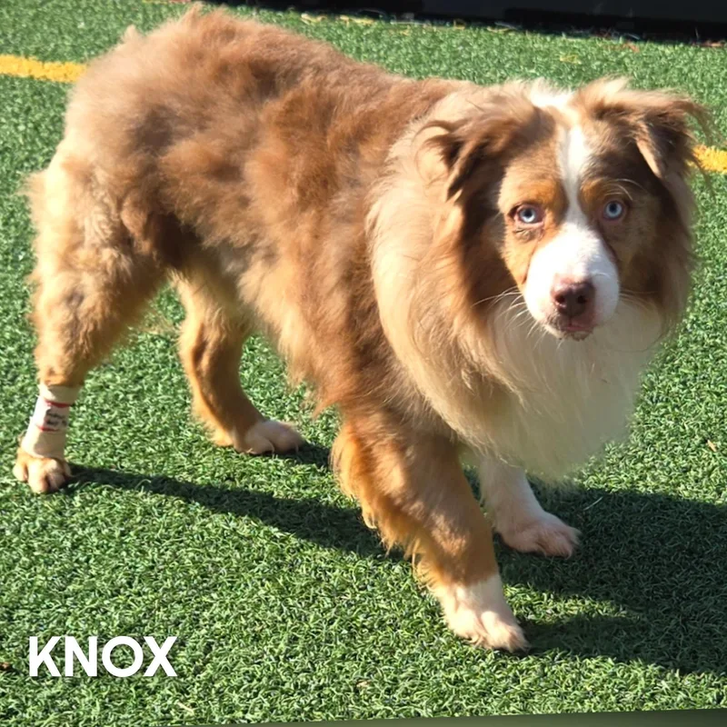 Knox